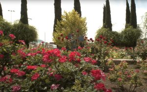 El Paso Municipal Rose Garden, TX