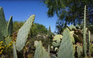 Keystone Heritage Park and Botanical Gardens, TX
